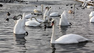 爱游戏-世界公开水域游泳赛中国女队首次夺金，中国游泳队世界大赛18枚金牌