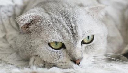 爱游戏体育平台-大牌阵容未能发挥应有水平