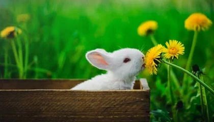 爱游戏体育平台-大牌阵容未能发挥应有水平